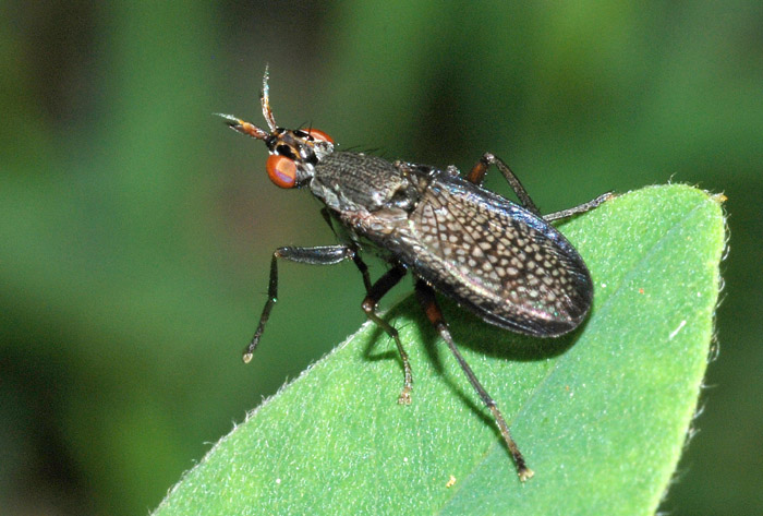 Coremacera marginata